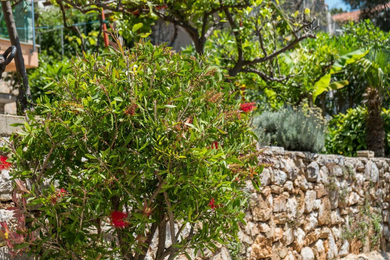Magnolia * Mali Losinj