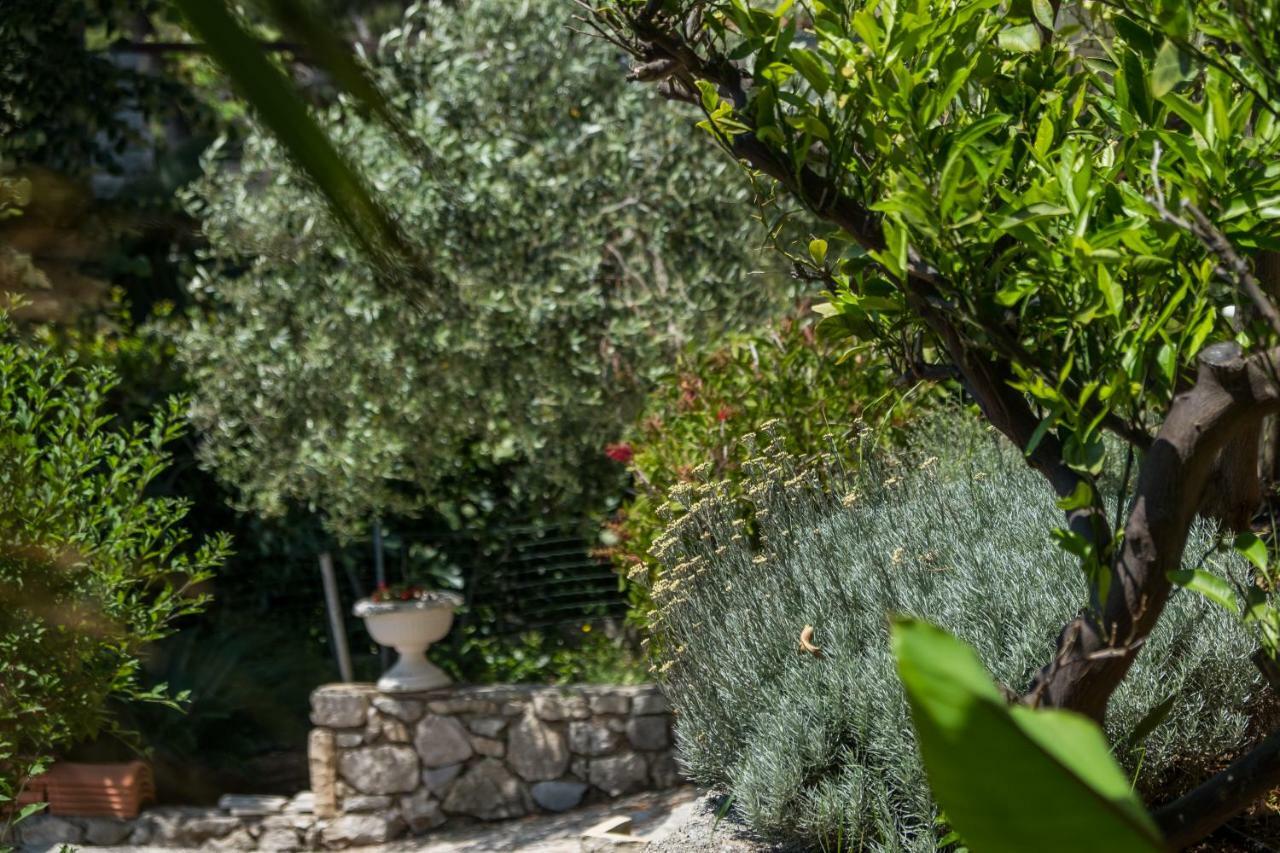 Magnolia * Mali Lošinj